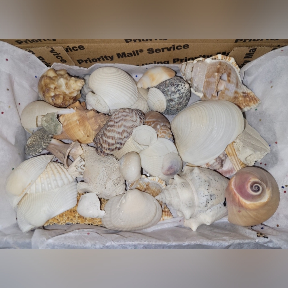 Seashells, shells, home decor, craft deco, nautical, shell, natural shell, conch